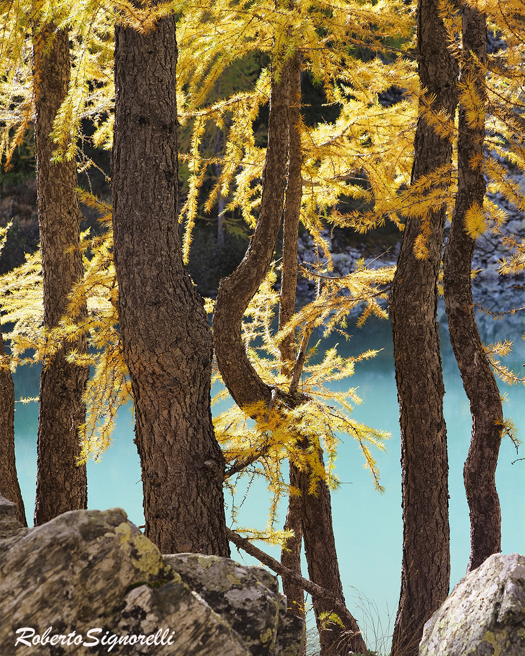 Arboles en otoño con lago