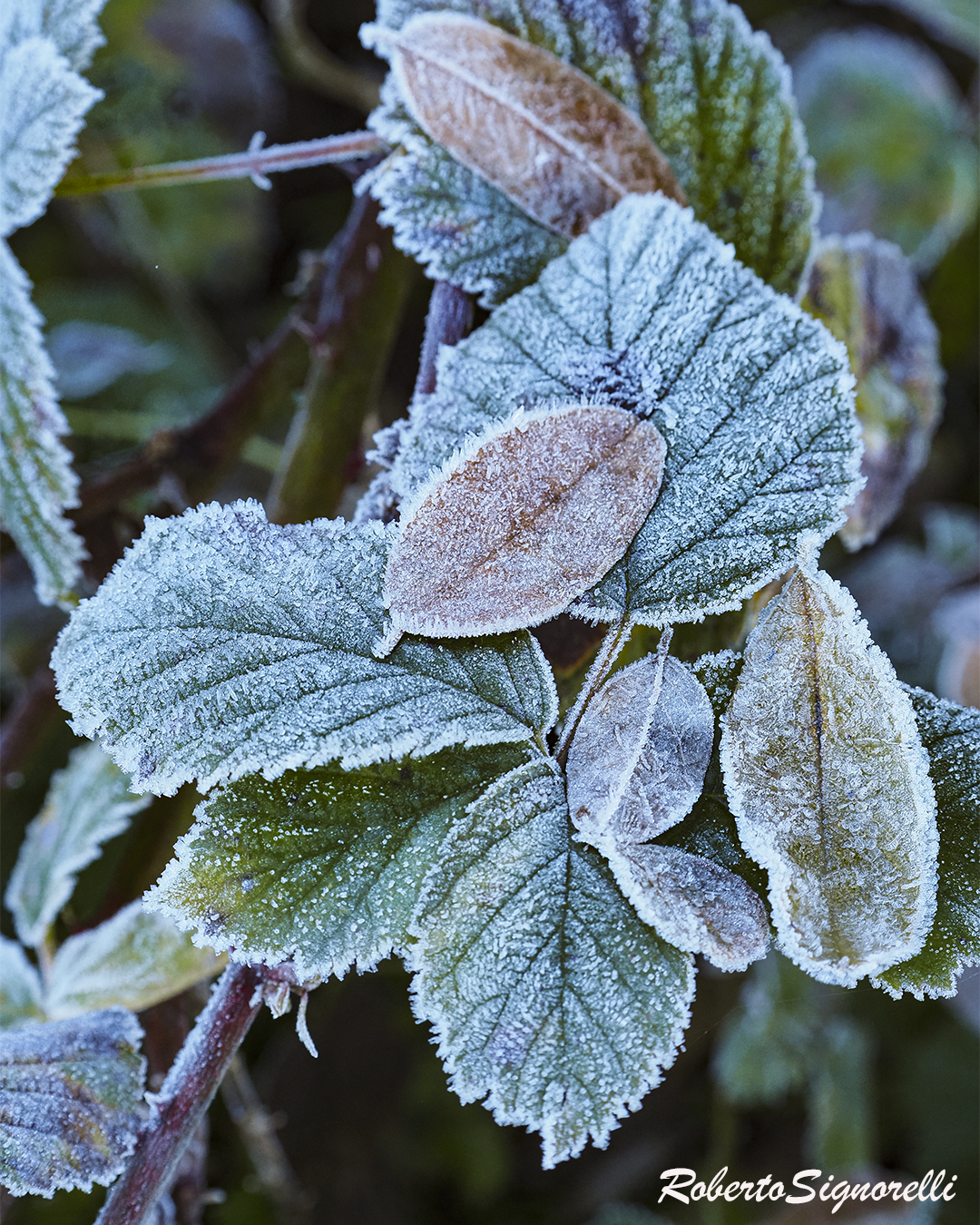 Fotos de hojas en invierno