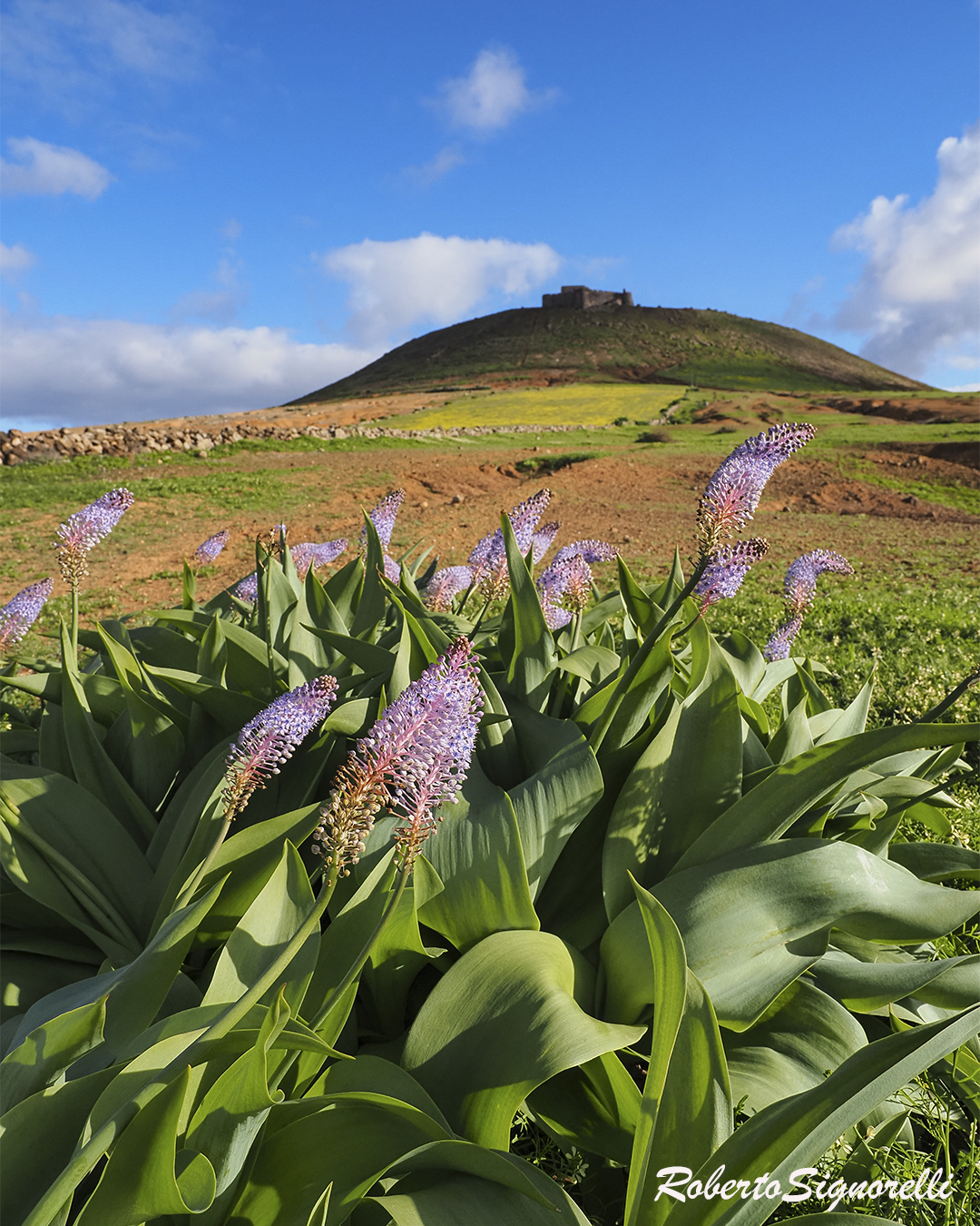 Flores y castillo de Santa Barbara Teguise