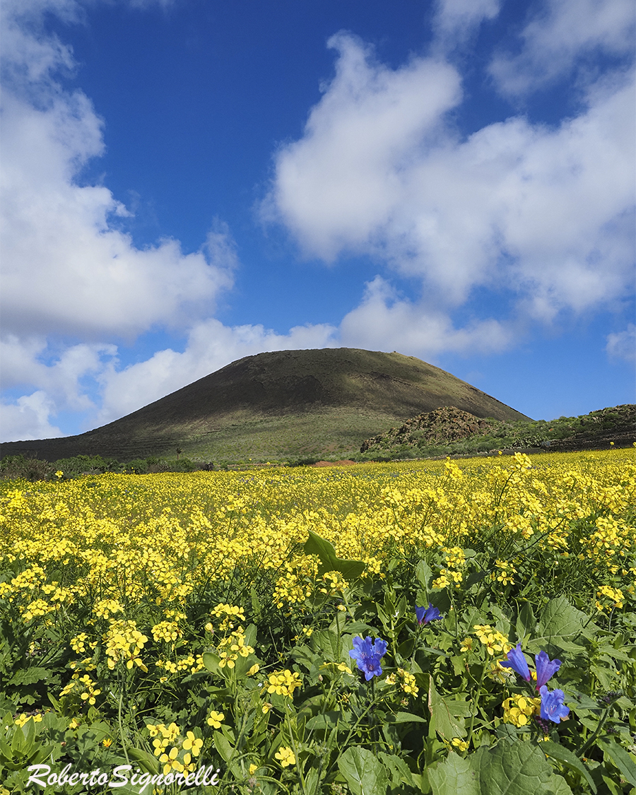 Volcan de La Corona rodeado de flores