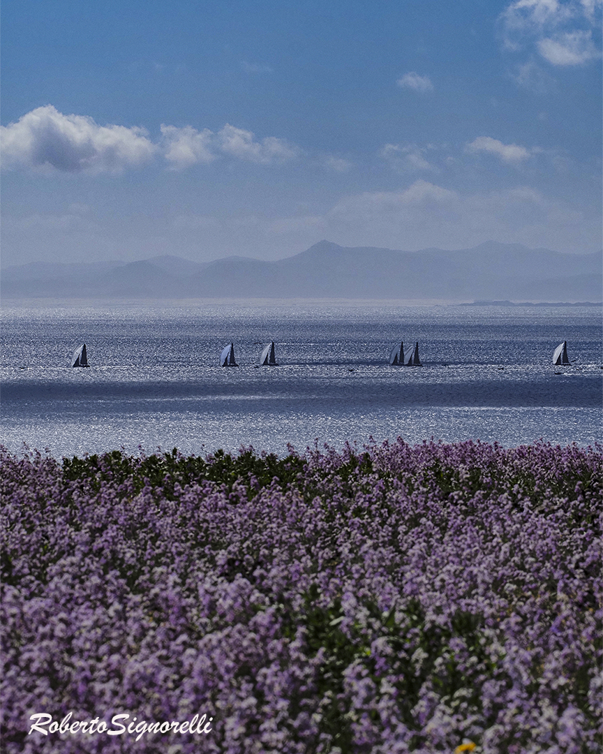 Flores mar y veleros